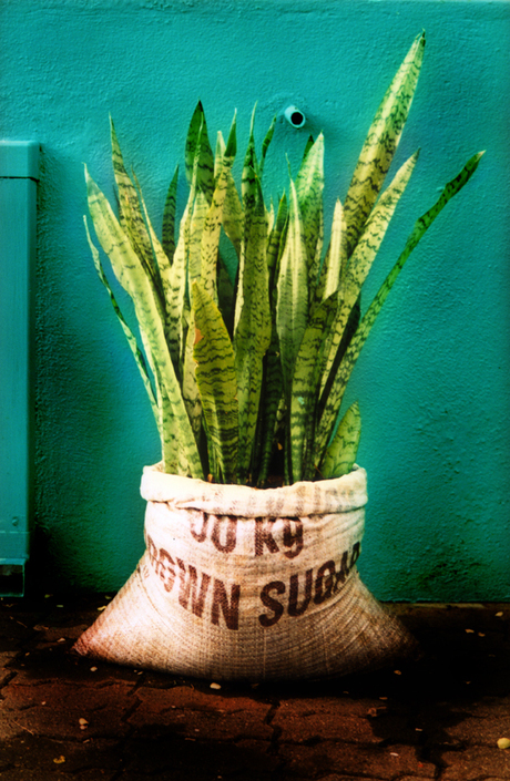 Sanseveria