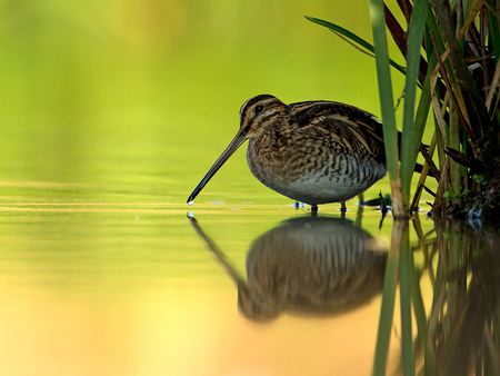 Watersnip - Plat op de buik voor een laag standpunt. - foto door Corvis op 16-11-2011 - deze foto bevat: vogel, dier, watersnip