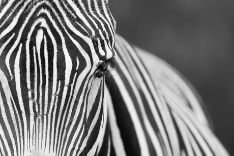 Zebra Black & White