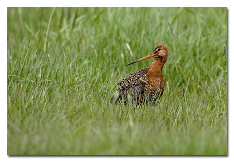 Grutto in zijn habitat