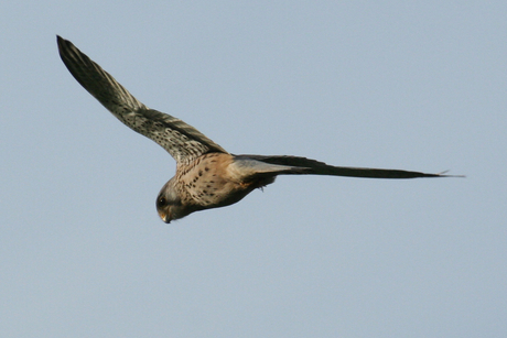 Torenvalk in de vlucht