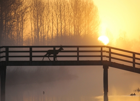 ree bij zonsopkomst