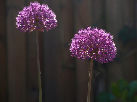 kleur in de tuin (2)