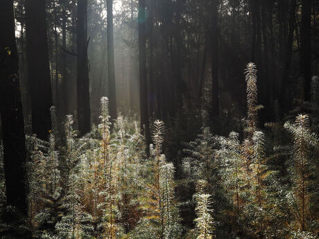 Sfeer in het bos!