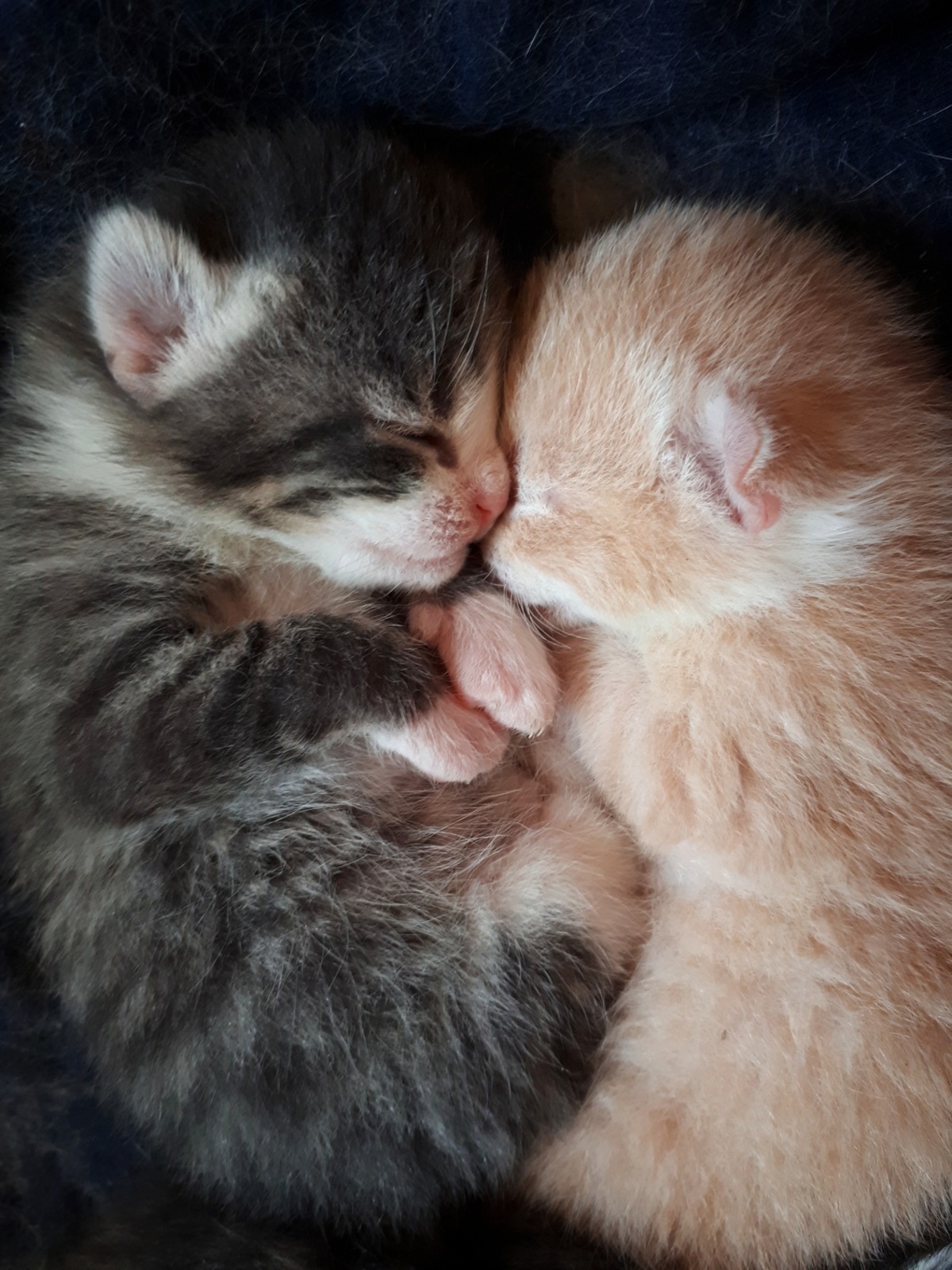 Kittens - foto van DeniseClemens - Dieren -