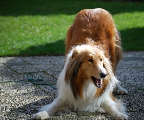 Dit is Lassie