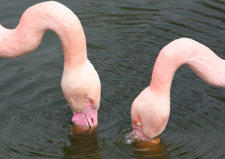 Flamingo's close up