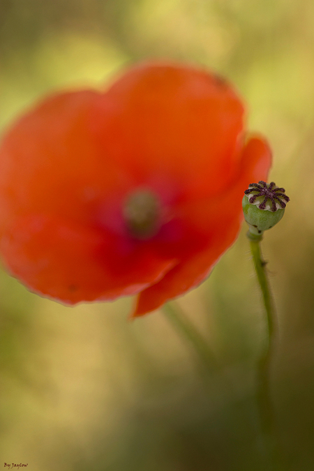 Out in the fields - . - foto door jaylow op 10-07-2017 - deze foto bevat: rood, macro, bloem, natuur, zomer