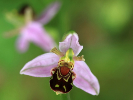 Bijenorchis