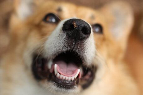 Bunker - Welsh Corgi Pembroke