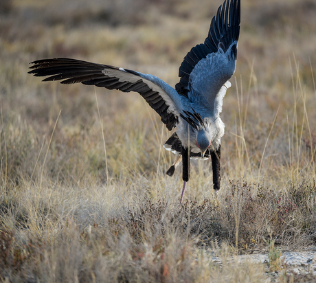 Secretarisvogel in Namibië, op jacht naar een prooi.