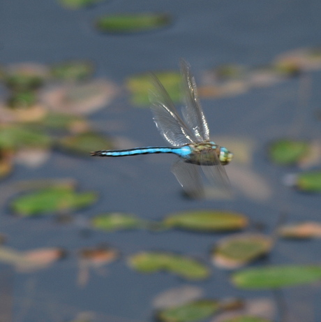 libelle in vlucht