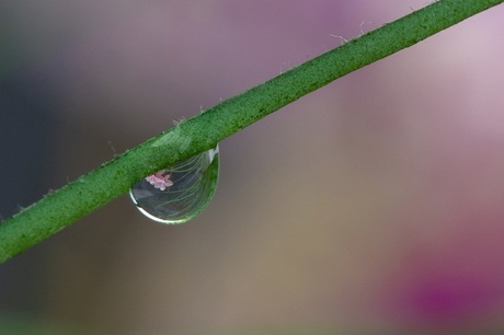 Lente in een druppel