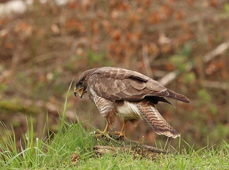 Buizerd