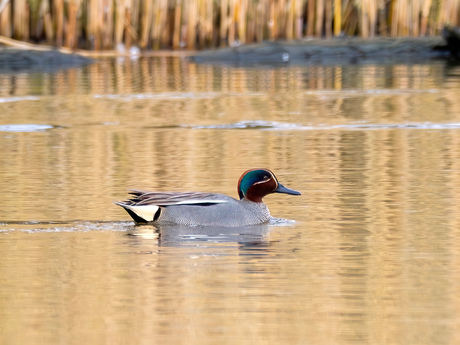 Wintertaling-Eurasian Teal (Anas crecca)