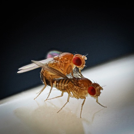 Fruitvliegjes, er komen er steeds meer.... 😉