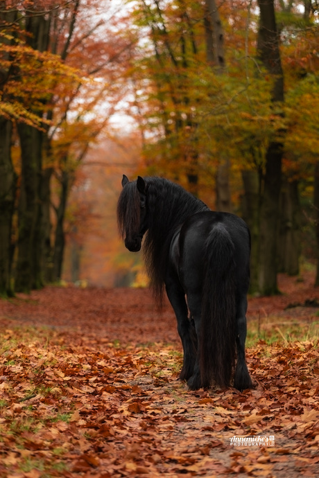 Fries paard in de herfst