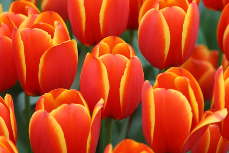 Tulpen