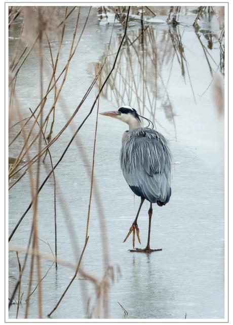 De Reiger 