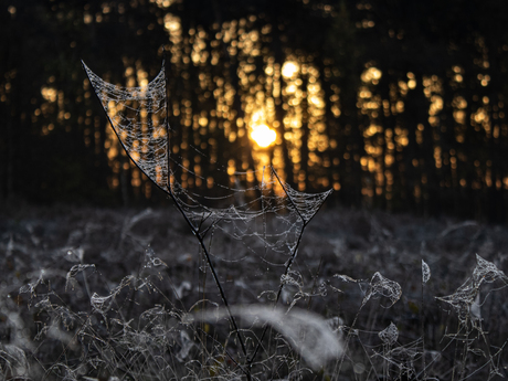 Spinnenweb in de ochtendauw