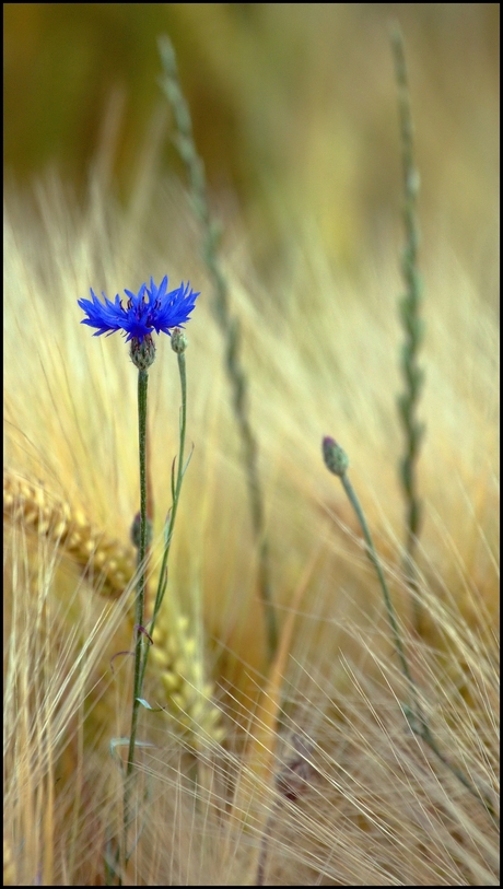 Korenbloem En Gerst