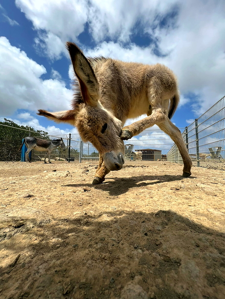  Donkey Sanctuary Bonaire