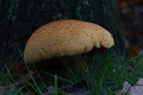 Suillus variegatus