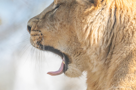 Effen Gapen-Aziatische Leeuwin .