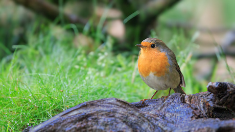 Roodborst, altijd mooi.