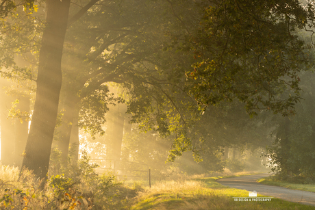 Zonneharpen boven een landelijke weg met hek