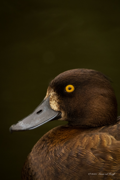 Duckface 