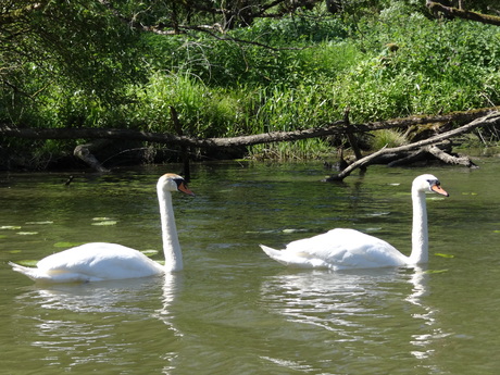 samen 