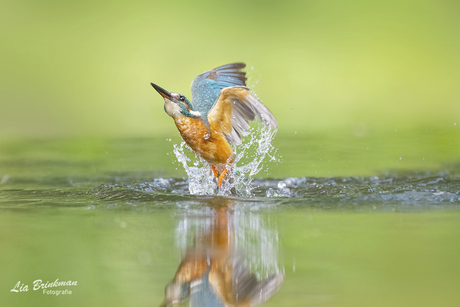 niet elke duik is raak