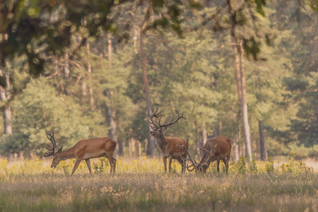 Edelherten op de Veluwe