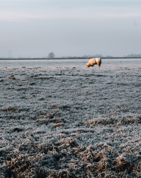 Schaap in wit weiland