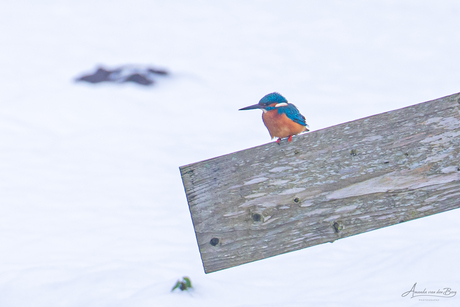IJsvogel in de sneeuw