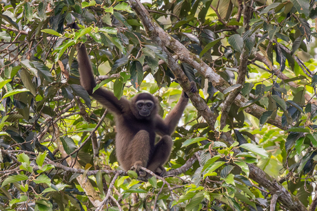 Borneogibbon in het wild