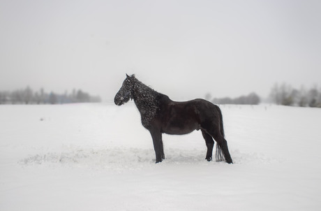 Sneeuw in contrast met zwart