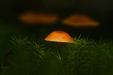 paddenstoelen en spelen met licht