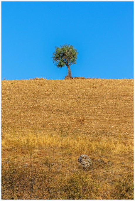 The lonely tree.