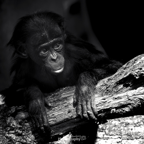 Kleine chimpansee nieuwsgierig wat er allemaal om zich heen gebeurd