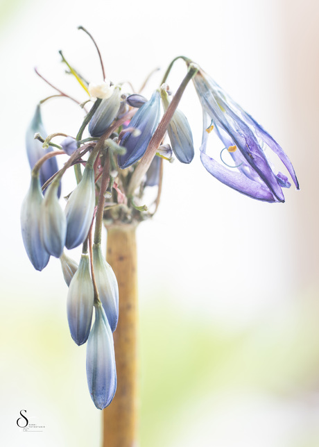Agapanthus