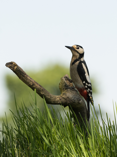Hoog en droog