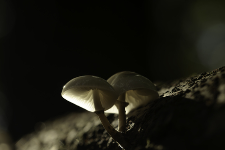 Porseleinzwam met een mysterieuze uitstraling