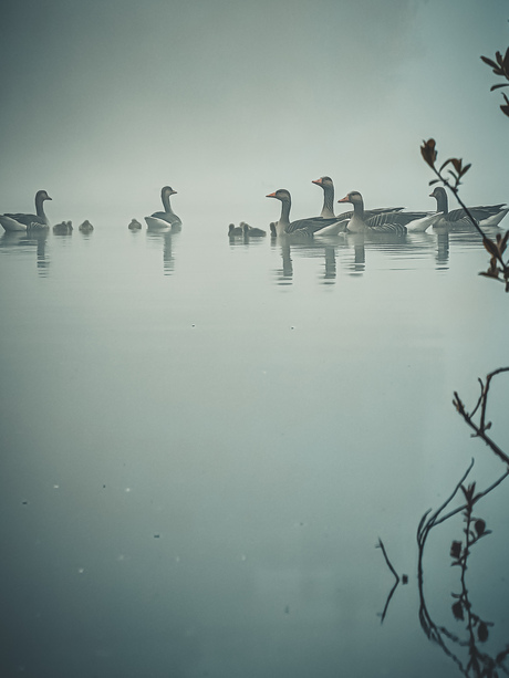 In de mist