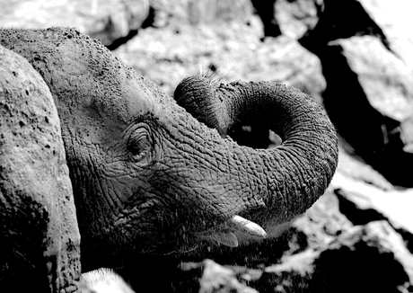 Close-up olifant 