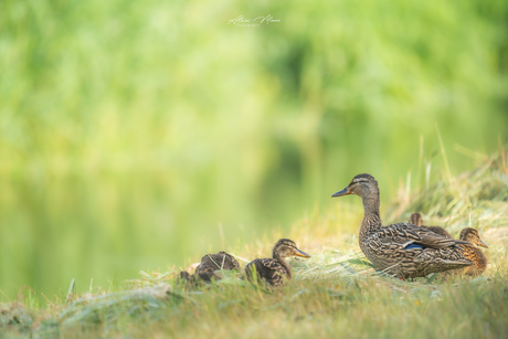 Eendjes