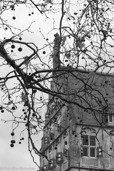 Natuur in de stad Gouda