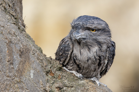 Vreemde uil 