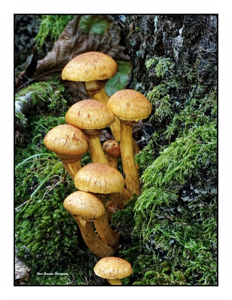 De herfst , seizoen van de paddenstoelen